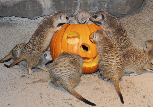 Boo at the Zoo